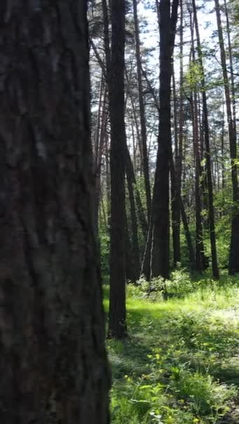 Verticale video van veel bomen in het bos — Stockvideo