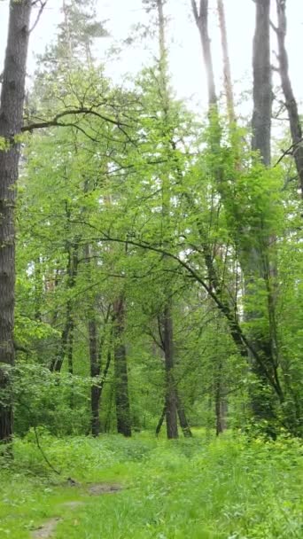 Pionowe wideo wielu drzew w lesie — Wideo stockowe