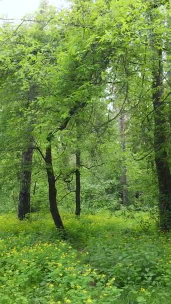 Video verticale di molti alberi nella foresta — Video Stock