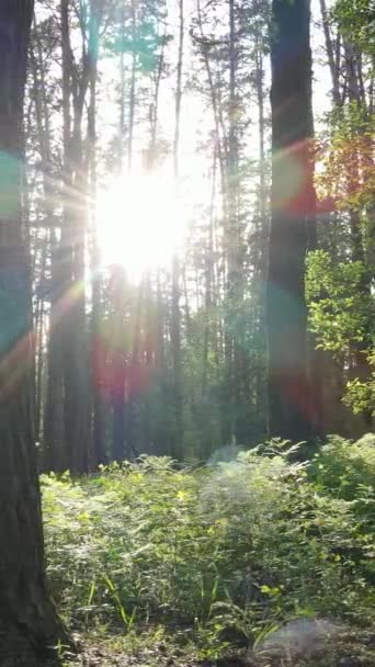 Vídeo vertical de muchos árboles en el bosque — Vídeos de Stock