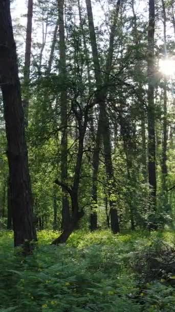 Vídeo vertical de muchos árboles en el bosque — Vídeos de Stock