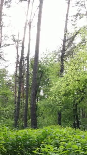 夏に松の木と森の垂直ビデオ — ストック動画