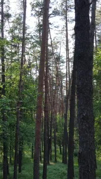 Vertikal video av skog med tallar på sommaren — Stockvideo