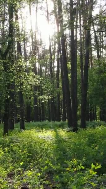 Yazın çam ağaçlı ormanın dikey videosu — Stok video