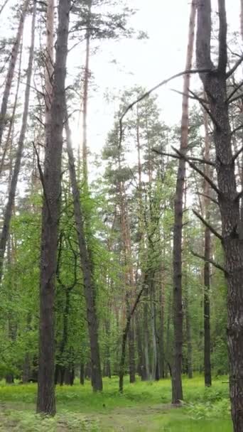 Vertikales Video von Wald mit Kiefern im Sommer — Stockvideo