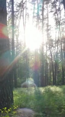 Yazın çam ağaçlı ormanın dikey videosu