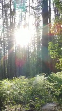 Yazın çam ağaçlı ormanın dikey videosu