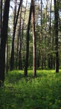 Yazın çam ağaçlı ormanın dikey videosu