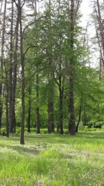 Yazın çam ağaçlı ormanın dikey videosu