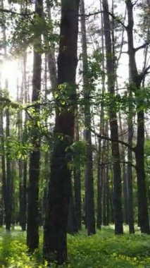 Yazın çam ağaçlı ormanın dikey videosu