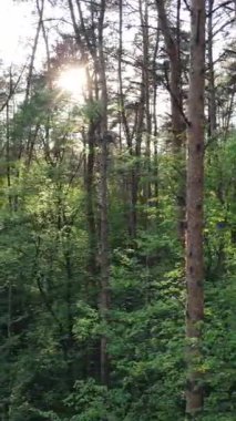 Yazın çam ağaçlı ormanın dikey videosu