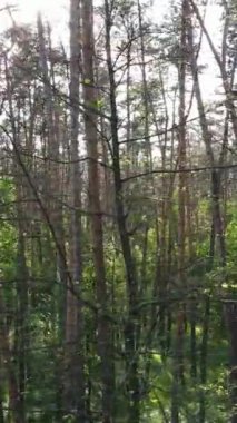 Yazın çam ağaçlı ormanın dikey videosu