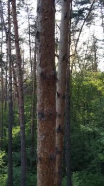 Yazın çam ağaçlı ormanın dikey videosu