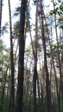 Yazın çam ağaçlı ormanın dikey videosu