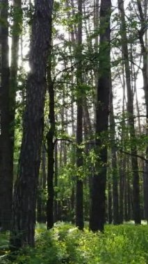 Yazın çam ağaçlı ormanın dikey videosu