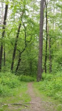 Yazın çam ağaçlı ormanın dikey videosu