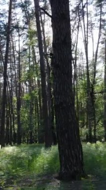 Yazın çam ağaçlı ormanın dikey videosu