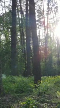 Yazın çam ağaçlı ormanın dikey videosu