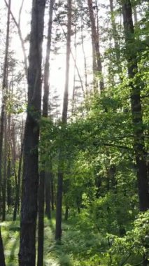 Yazın çam ağaçlı ormanın dikey videosu