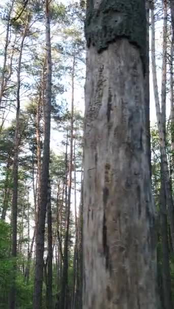 Vertikales Video von Wald mit Kiefern im Sommer — Stockvideo