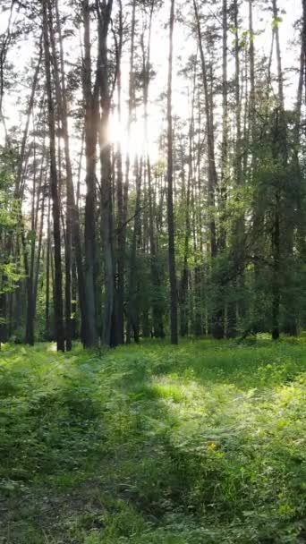 Vertikální video lesa s borovicemi v létě — Stock video