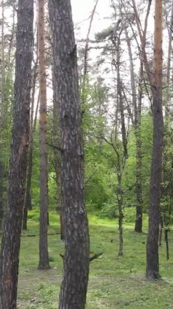 Vertikální video lesa s borovicemi v létě — Stock video