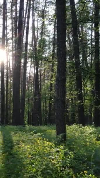 Vidéo verticale de forêt avec pins en été — Video