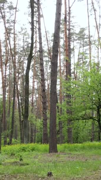Vertikales Video von Wald mit Kiefern im Sommer — Stockvideo
