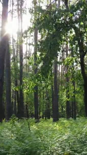Video verticale di bosco con pini in estate — Video Stock