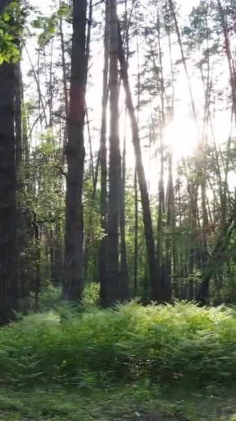 Vidéo verticale de forêt avec pins en été — Video