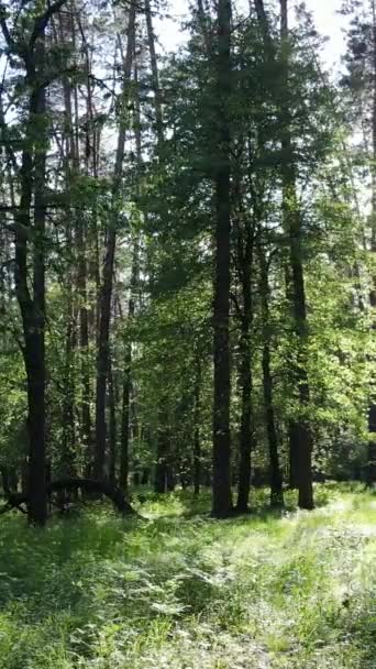 Vertikales Video von Wald mit Kiefern im Sommer — Stockvideo