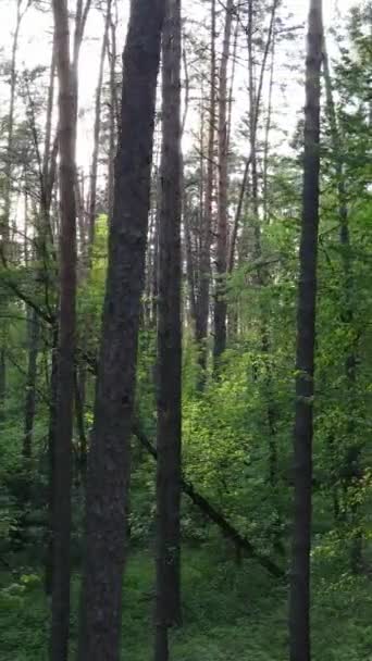 Vertikales Video von Wald mit Kiefern im Sommer — Stockvideo