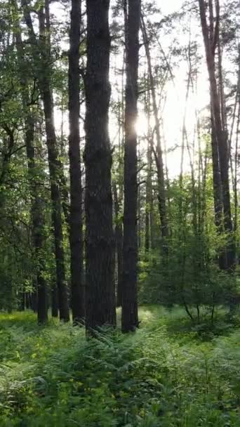 Vertikales Video von Wald mit Kiefern im Sommer — Stockvideo