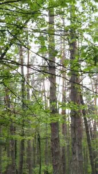 Вертикальне відео лісу з сосновими деревами влітку — стокове відео