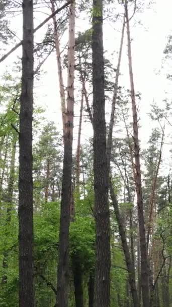 Vertikal video av skog med tallar på sommaren — Stockvideo