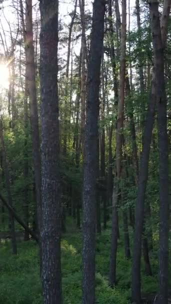 Vertikales Video von Wald mit Kiefern im Sommer — Stockvideo