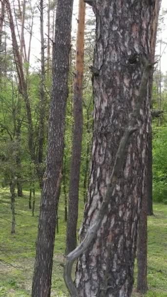 Vídeo vertical de bosque con pinos en verano — Vídeos de Stock