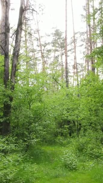 Verticale video van bos met pijnbomen in de zomer — Stockvideo
