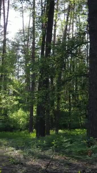 Verticale video van bos met pijnbomen in de zomer — Stockvideo