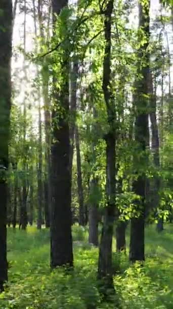 Függőleges videó erdő fenyőfákkal nyáron — Stock videók