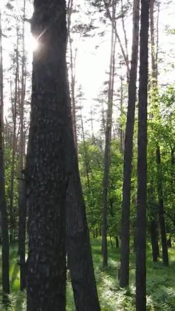 Vertikal video av skog med tallar på sommaren — Stockvideo