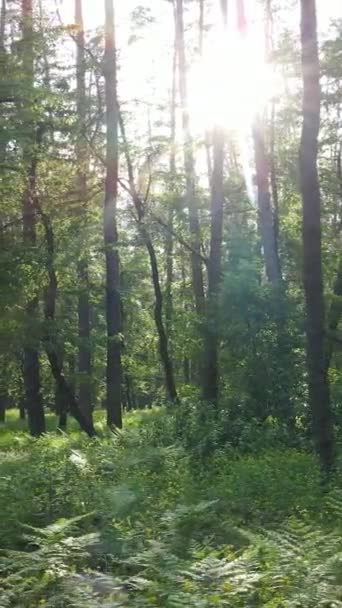 Vertikales Video von Wald mit Kiefern im Sommer — Stockvideo