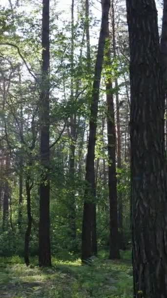 Vertikal video av skog med tallar på sommaren — Stockvideo