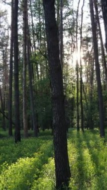 Yazın çam ağaçlı ormanın dikey videosu