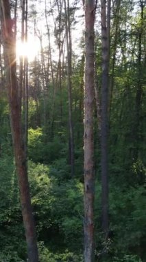 Yazın çam ağaçlı ormanın dikey videosu