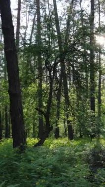 Yazın çam ağaçlı ormanın dikey videosu