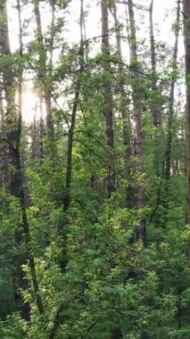 Yazın çam ağaçlı ormanın dikey videosu