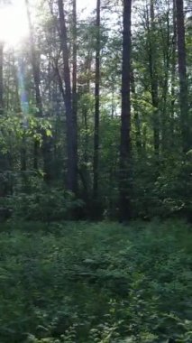 Yazın çam ağaçlı ormanın dikey videosu