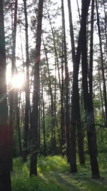 Yazın çam ağaçlı ormanın dikey videosu