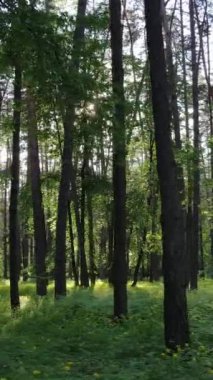 Yazın çam ağaçlı ormanın dikey videosu